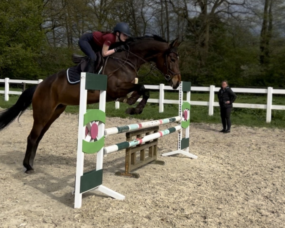 jumper Comtesse Anna (Hanoverian, 2018, from Comte)
