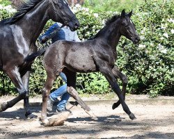 dressage horse Hengst von Despacito (Hanoverian, 2023, from Despacito 16)