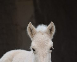 horse Belia (Fjord Horse, 2023, from Smokey)