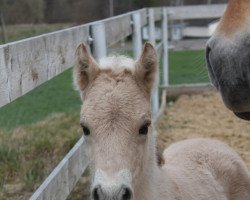 horse Belina (Fjord Horse, 2021, from Smokey)