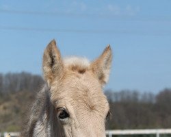 Pferd Belissa (Fjordpferd, 2021, von Smokey)