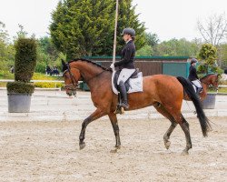 dressage horse Brasil de Luxe (Westphalian, 2013, from Bretton Woods)