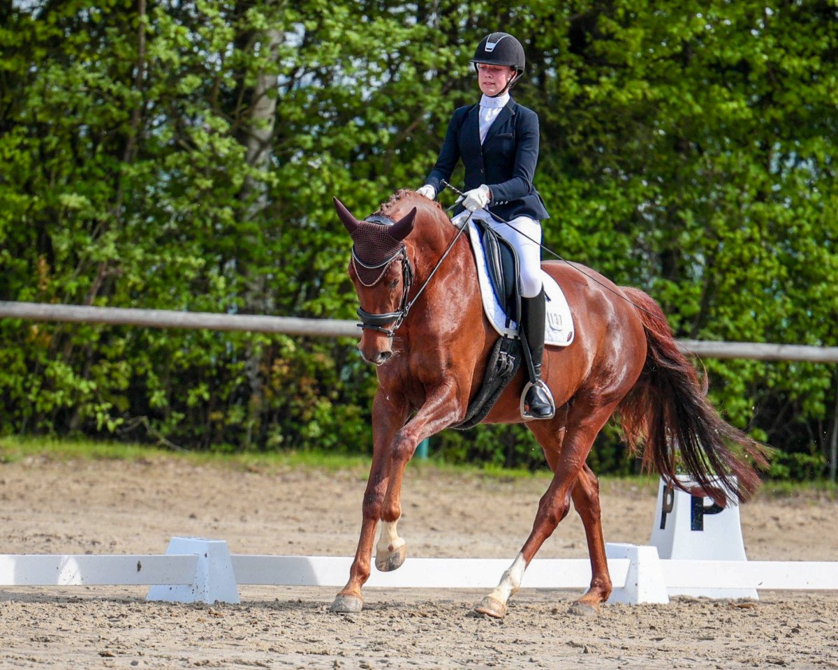 dressage horse Fürstin Freya (Oldenburg, 2018, from Top Gear)
