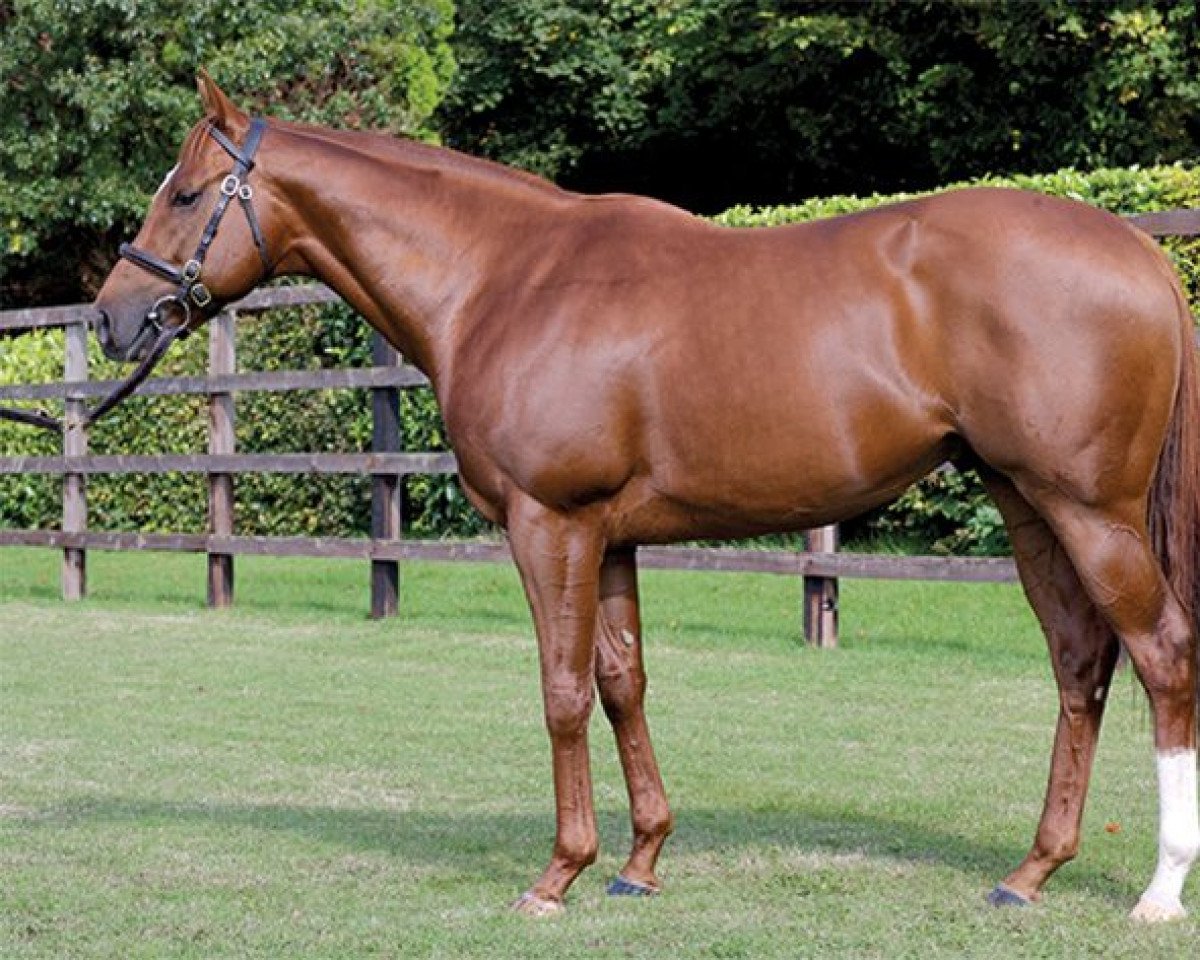 stallion Dutch Art xx (Thoroughbred, 2004, from Medicean xx)