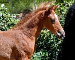 dressage horse Hengst von Secret (Hanoverian, 2023, from Secret)