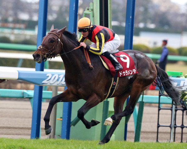 stallion Duramente xx (Thoroughbred, 2012, from King Kamehameha xx)