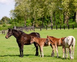 broodmare Zarkasha xx (Thoroughbred, 1999, from Kahyasi xx)