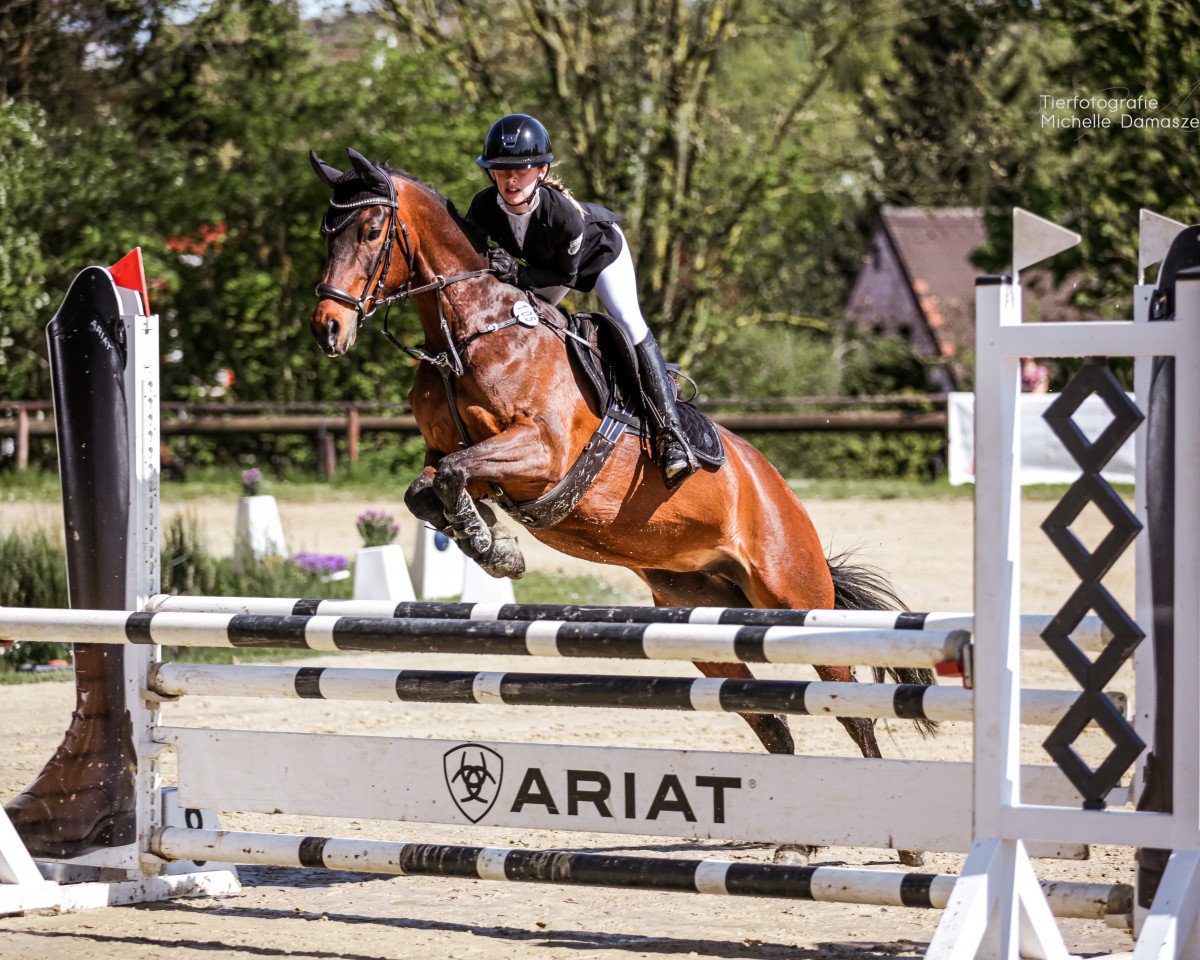 jumper Dolly Jumper H (German Riding Pony, 2016, from Dialo)
