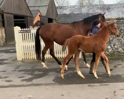 horse Hengst von Dubawi xx (Thoroughbred, 2022, from Dubawi xx)