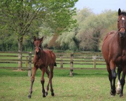 horse Stute von Dubawi xx (Thoroughbred, 2023, from Dubawi xx)