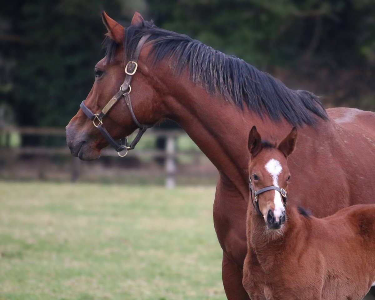 Pferd Stute von Frankel xx (Englisches Vollblut, 2023, von Frankel xx)