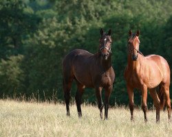 Pferd Zarka xx (Englisches Vollblut, 2019, von Dubawi xx)