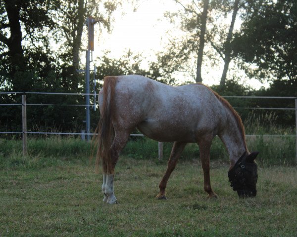 Pferd Isala`s Mare (Niederl. Pony m.arab.Blutant., 2006, von Idzard)