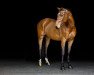 jumper Lando (Oldenburg show jumper, 2008, from Landlord)