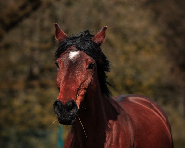 dressage horse Fairytale Peaches (Westphalian, 2014, from Farbenspiel)