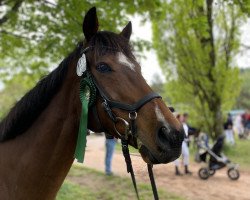 horse Soryu (Thoroughbred, 2013, from Siyouni xx)