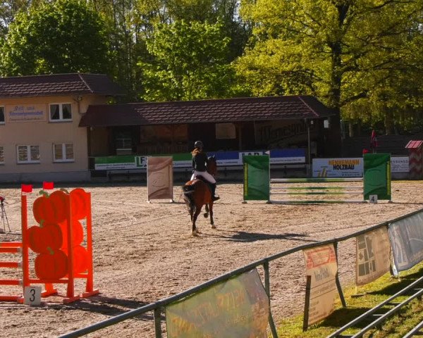 Reitturnier Lgl.-Oberhain, B95 2023