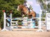 jumper Catch Me 70 (German Sport Horse, 2013, from Casdorff)