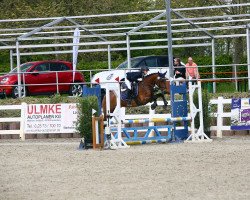 jumper Ikarus van de Delthoeve (Belgian Riding Pony, 2004, from Emmickhoven's Diego)