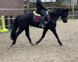 broodmare Clara 191 (German Riding Pony, 2011, from Calido G)