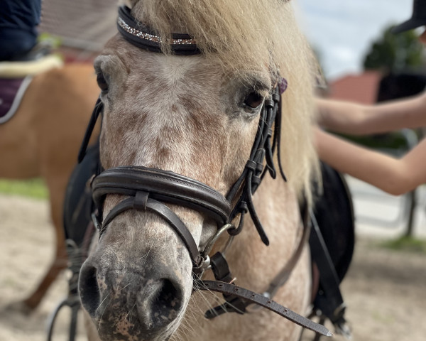 Dressurpferd Tammo (Shetland Pony, 2010)