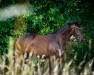 dressage horse Martha 53 (Hanoverian, 2018, from E.H. Millennium)