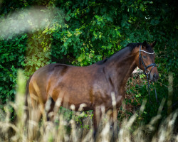 dressage horse Martha 53 (Hanoverian, 2018, from E.H. Millennium)