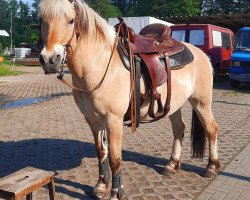 horse Ivrig (Fjord Horse, 2006, from Ibsen)