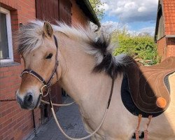 horse Dexter (Fjord Horse, 2000, from Dex)