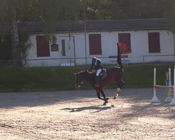 Reitturnier Lgl.-Oberhain, B95 2023