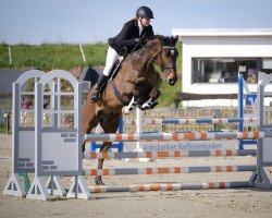 jumper Cookie 145 (Holsteiner, 2016, from Cash and Carry)