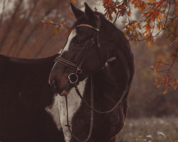 dressage horse Baileys 106 (Pinto / Hunter, 2010, from Adonis)