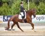 dressage horse India Jackson Lw (Westphalian, 2017, from Asgard's Ibiza)