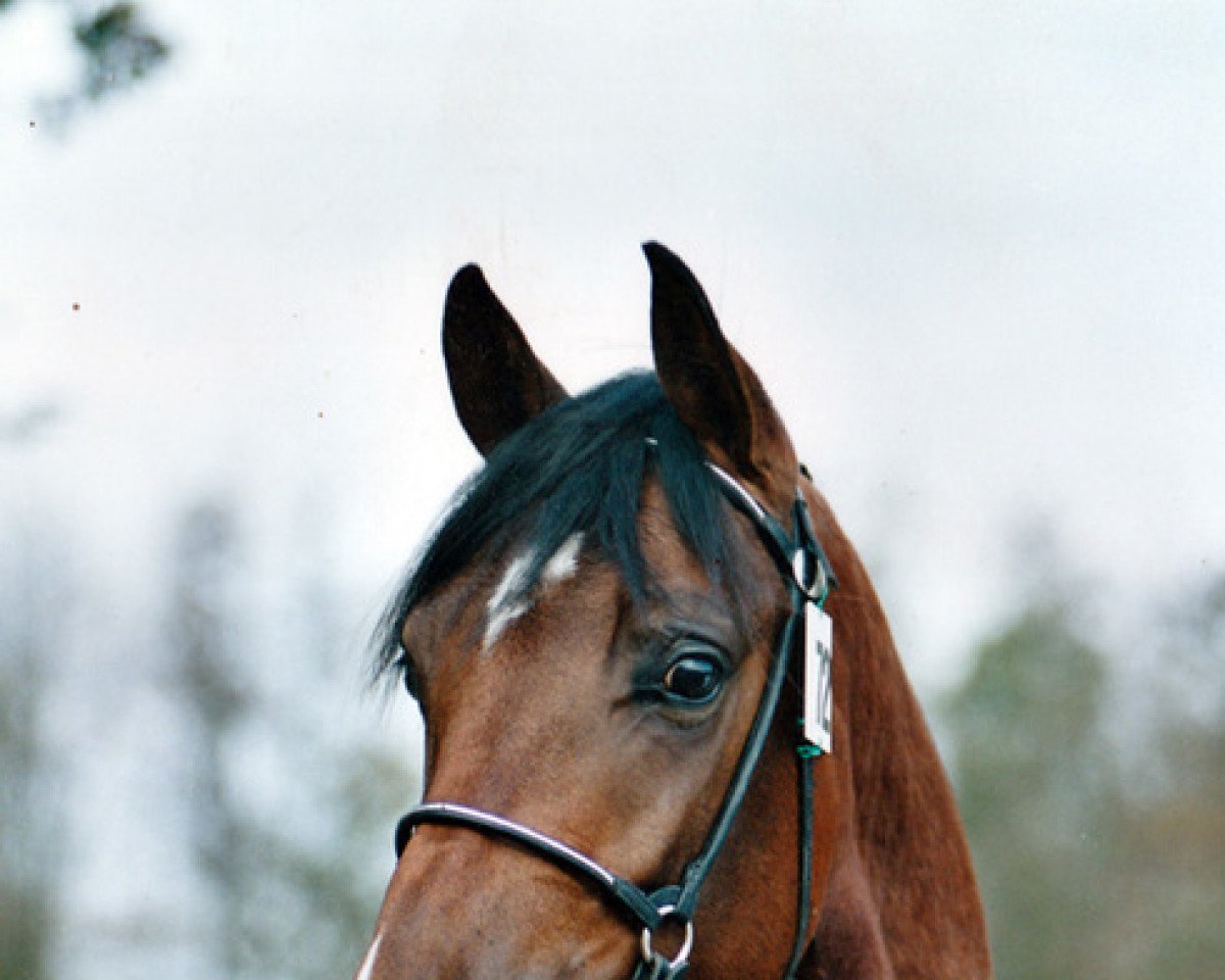 stallion Conrad SR (Nederlands Rijpaarden en Pony, 1998, from Conrad)