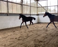 dressage horse Vidario of Leuthen (Hanoverian, 2022, from Vidar)