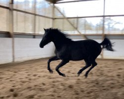 dressage horse Fürst Nestor (Hanoverian, 2021, from Finest)