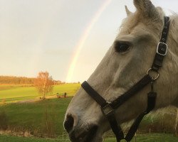 broodmare Kerry (Saxony-Anhaltiner, 1993, from Kolibri 2705)