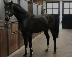 dressage horse On the Rocks 5 (KWPN (Royal Dutch Sporthorse), 2019, from Hennessy)