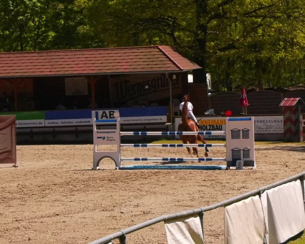 Reitturnier Lgl.-Oberhain, B95 2023