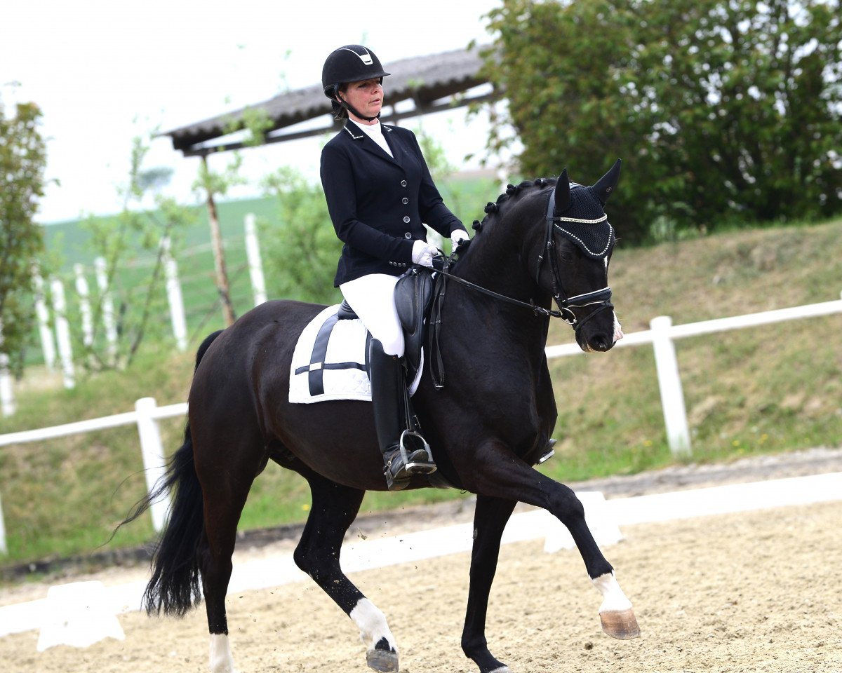 dressage horse Go for Gold D (Oldenburg, 2016, from Grey Flanell)