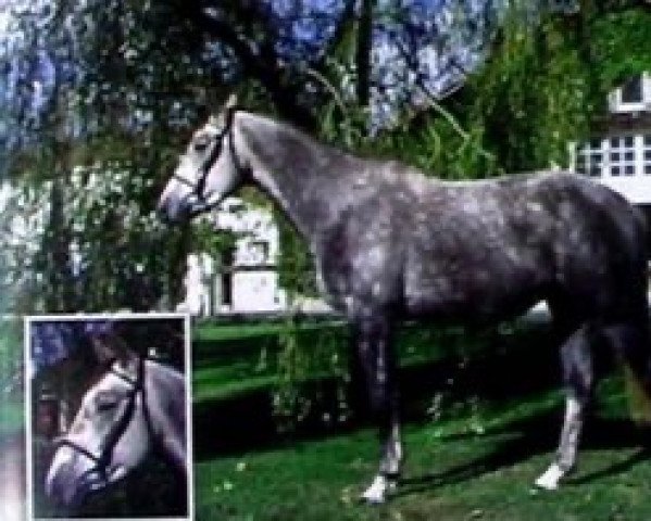 stallion Eroticblus Montois (Selle Français, 1992, from Abdullah)