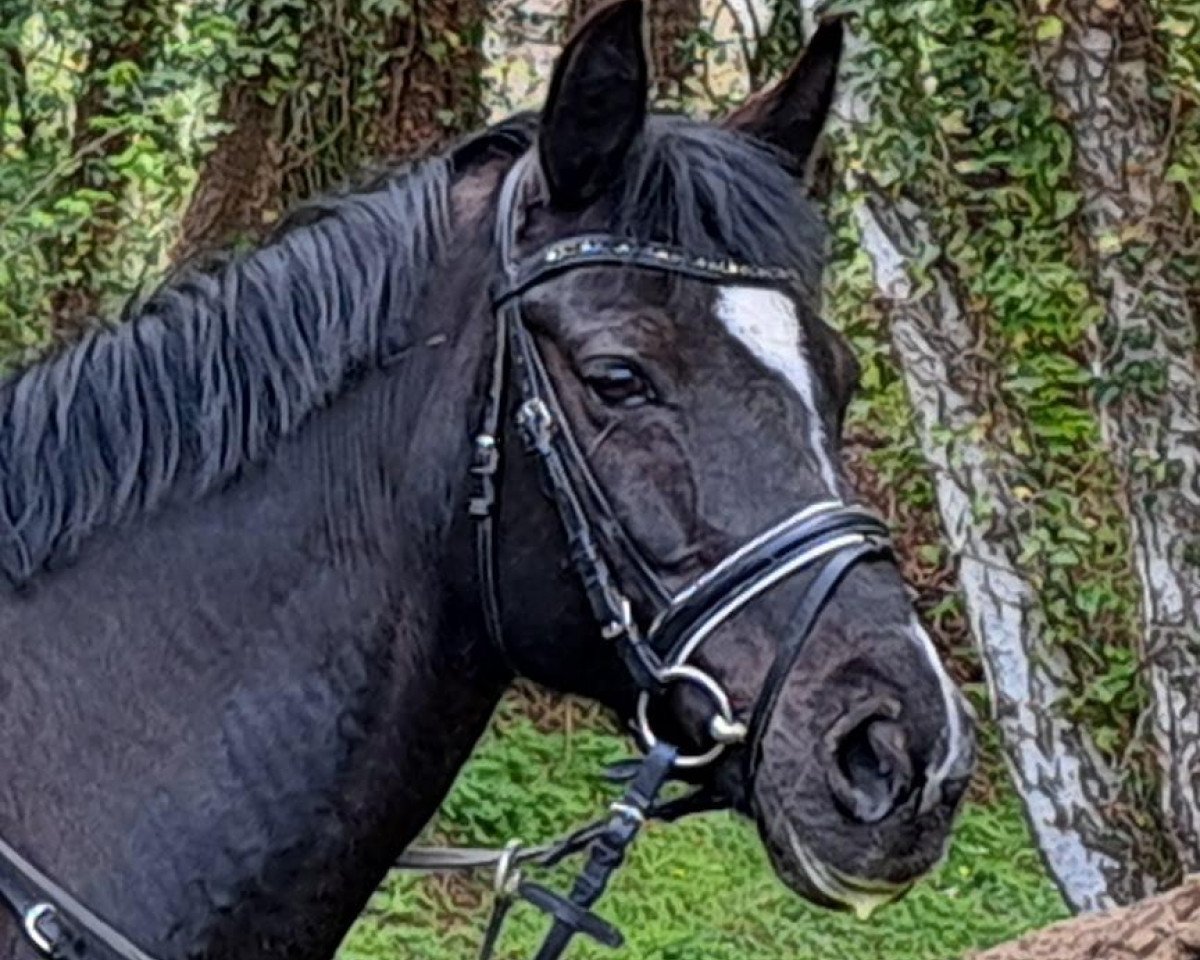broodmare Paulin 8 (German Riding Pony, 2004, from FS Pour l'Amour)