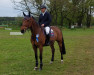 jumper Cote D Azur 7 (Oldenburg show jumper, 2011, from C-Ingmar)