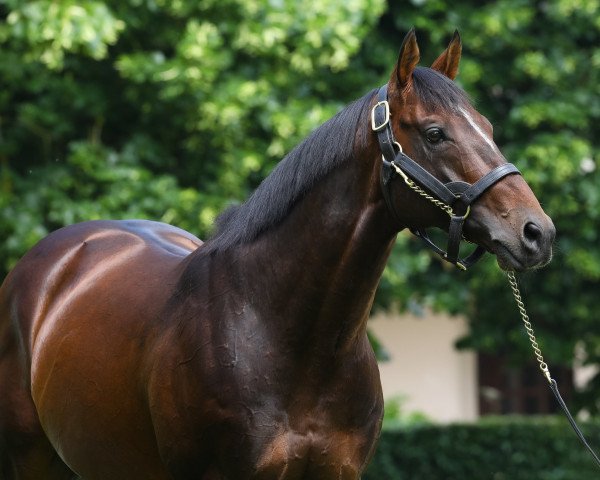 stallion Dariyan xx (Thoroughbred, 2012, from Shamardal xx)