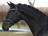 dressage horse Lord Darnley 3 (Oldenburg, 2020, from Lord Europe)