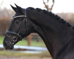 dressage horse Lord Darnley 3 (Oldenburg, 2020, from Lord Europe)