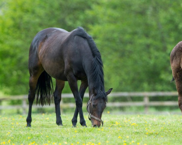 horse Hengst von Sea the Stars xx (Thoroughbred, 2021, from Sea The Stars xx)