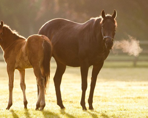 horse Hengst von Siyouni xx (Thoroughbred, 2022, from Siyouni xx)