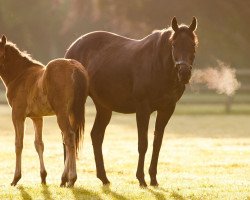 horse Hengst von Siyouni xx (Thoroughbred, 2022, from Siyouni xx)