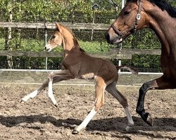 dressage horse Hengst von Debutant PS / Vivaldi (Oldenburg, 2023, from Debutant PS)